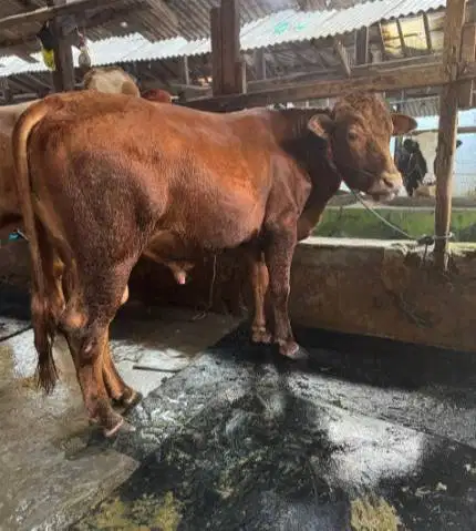 sapi qurban kiloan 350-400kiloan 70rb-an/kilo limosin pegon simental