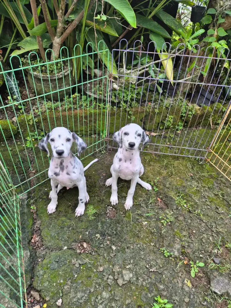 anjing langka dalmation betina dan jantan