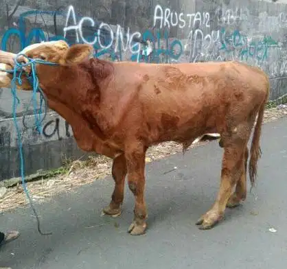 sapi pegonlimo metal 350-400kiloan 70rb-an/kilo siap qurban jamin puas