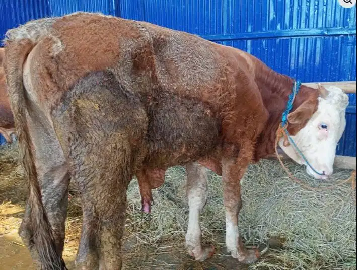 sapi pegonlimo metal 350-400kiloan 70rb-an/kilo siap qurban jamin puas