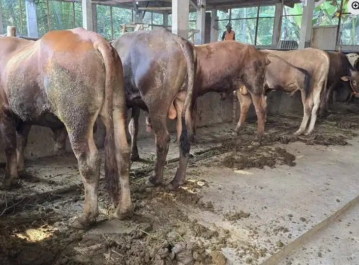 sapi qurban kiloan 350-400kiloan 70rb-an/kilo limosin metal pegon jawa