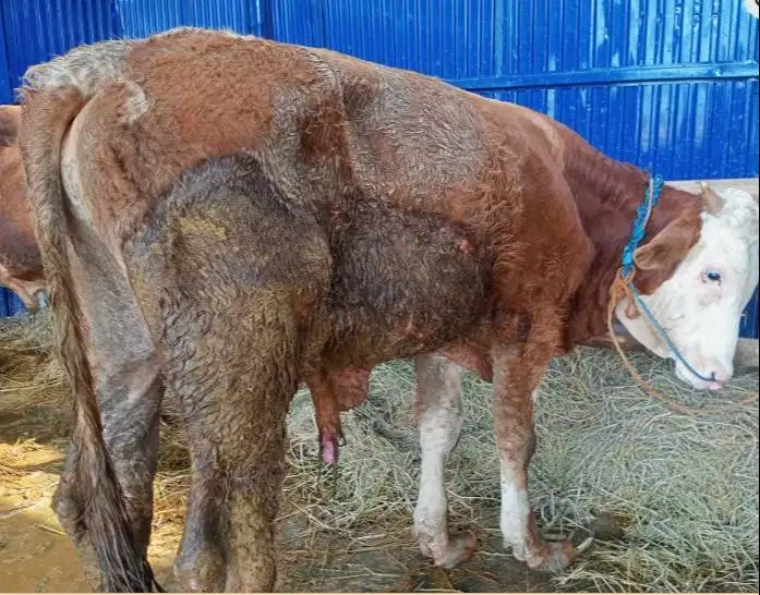sapi qurban kiloan 350-400kiloan 70rb-an/kilo limosin metal pegon jawa