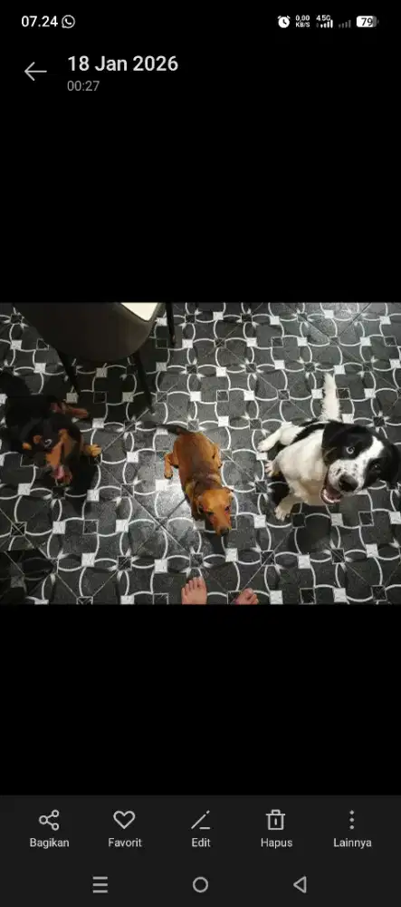 Lepas adopt husky mix kampung