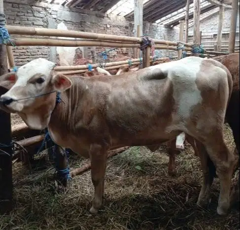 sapi qurban kiloan 350-400kiloan 70rb-an/kilo pegon limo metal PO jawa