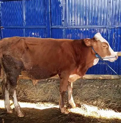 sapi qurban kiloan 350-400kiloan 70rb-an/kilo pegon limo metal PO jawa