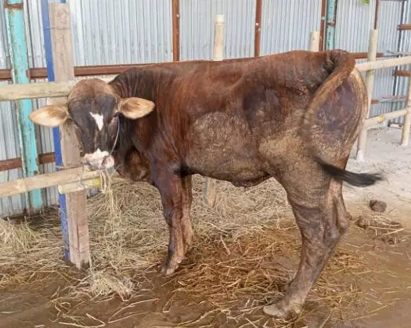 sapi qurban kiloan 350-400kiloan 70rb-an/kilo pegon limo metal PO jawa