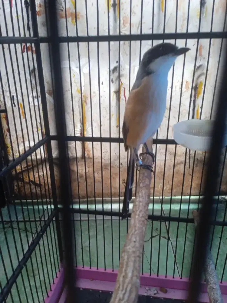 Burung pentet Ring Jawa Timur