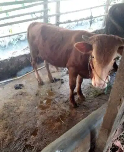 sapi kurban kiloan 70rb-an/kilo 350-400kiloan limosin simental pegon