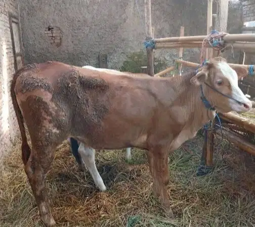 sapi kurban kiloan 70rb-an/kilo 350-400kiloan pegon jawaan limosin top