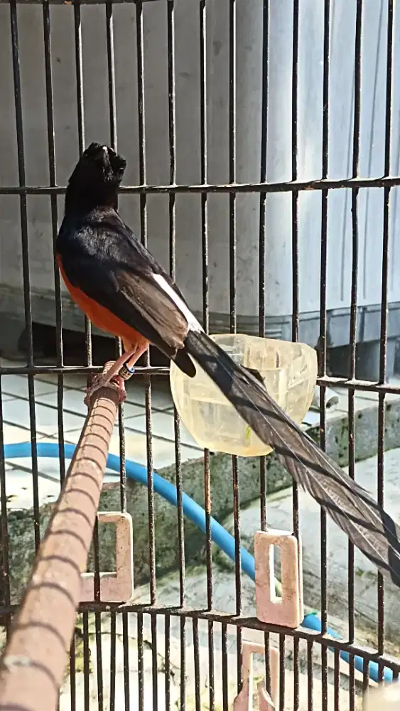 Murai bunyi semaunya jual tt kacer