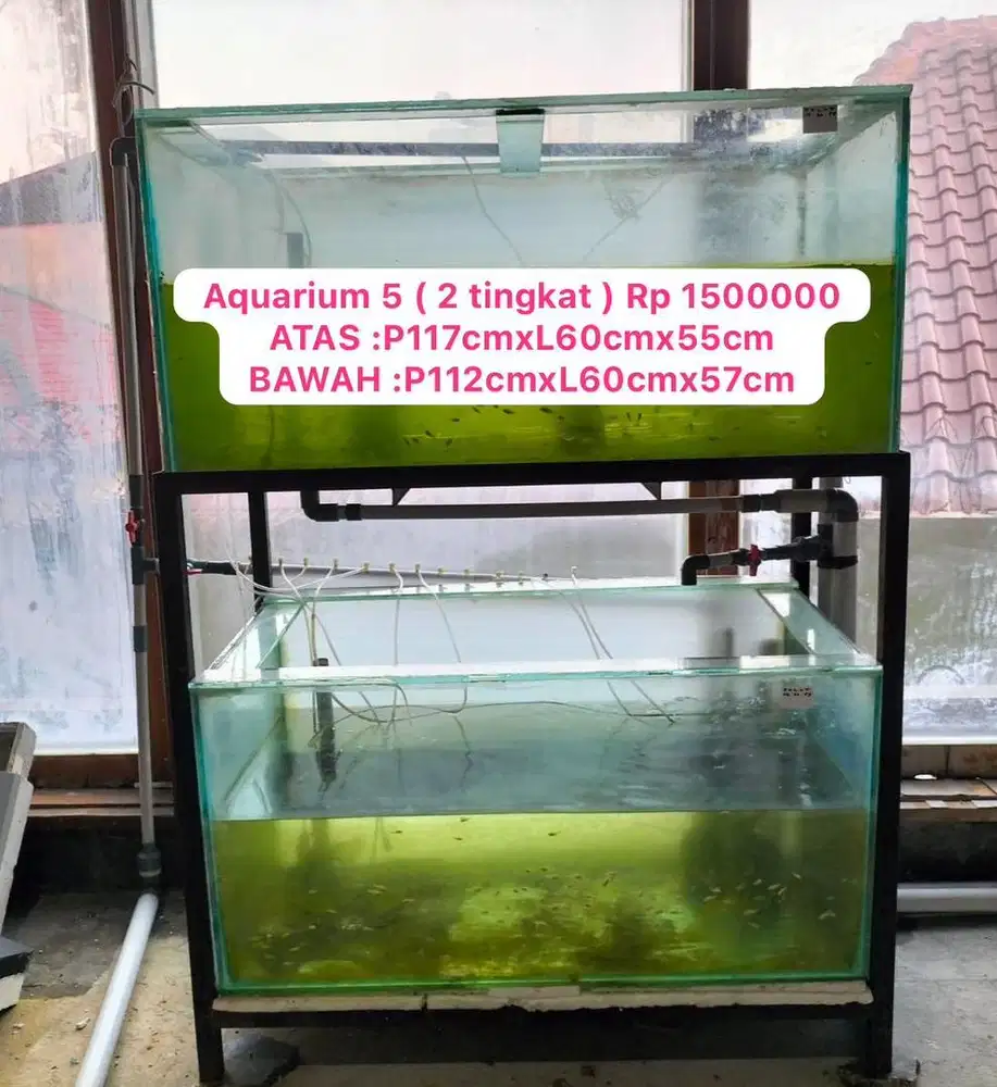 Aquarium Arwana Arowana Super Red