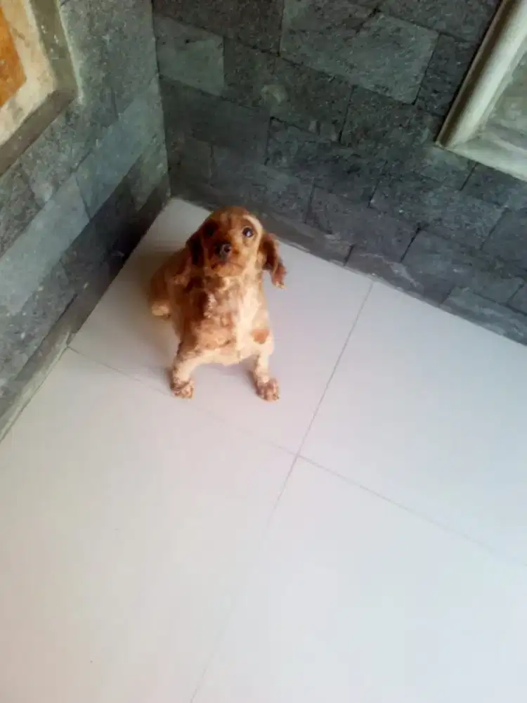 Indukan poodle betina