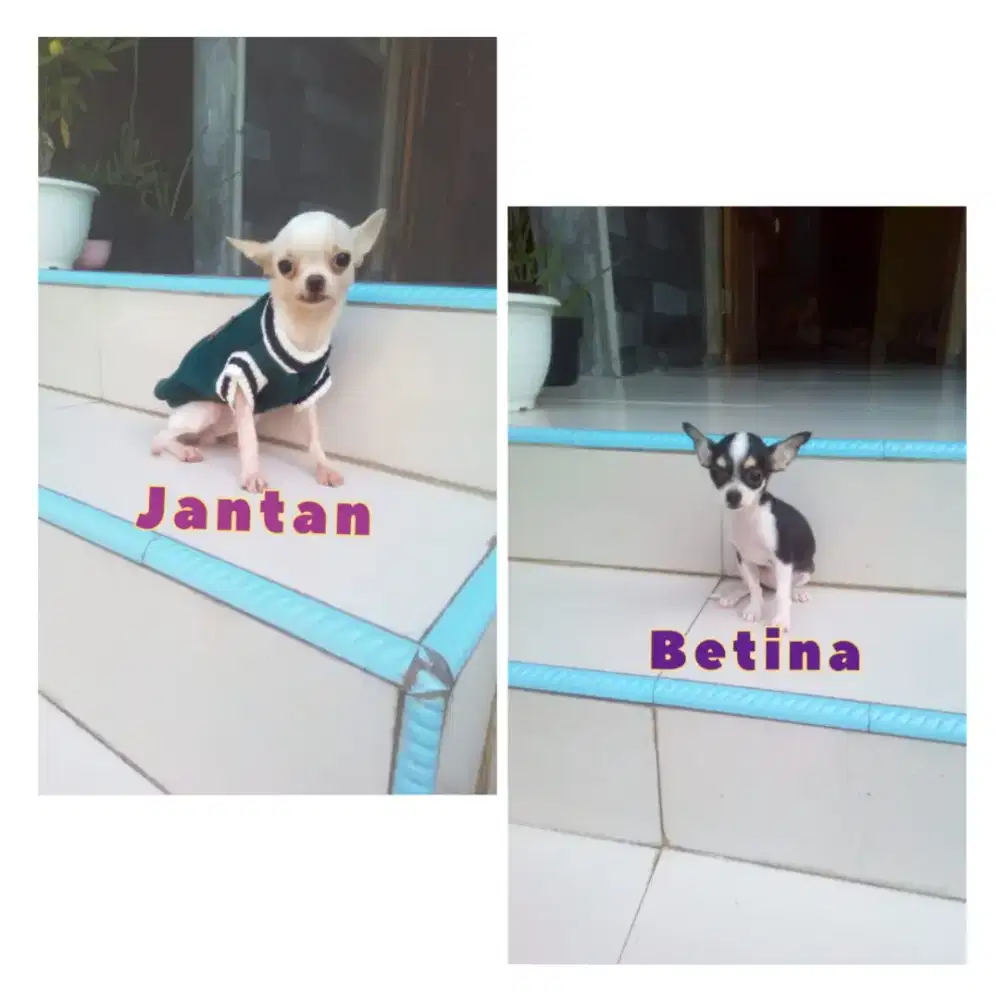 Sepasang Chihuahua lucu