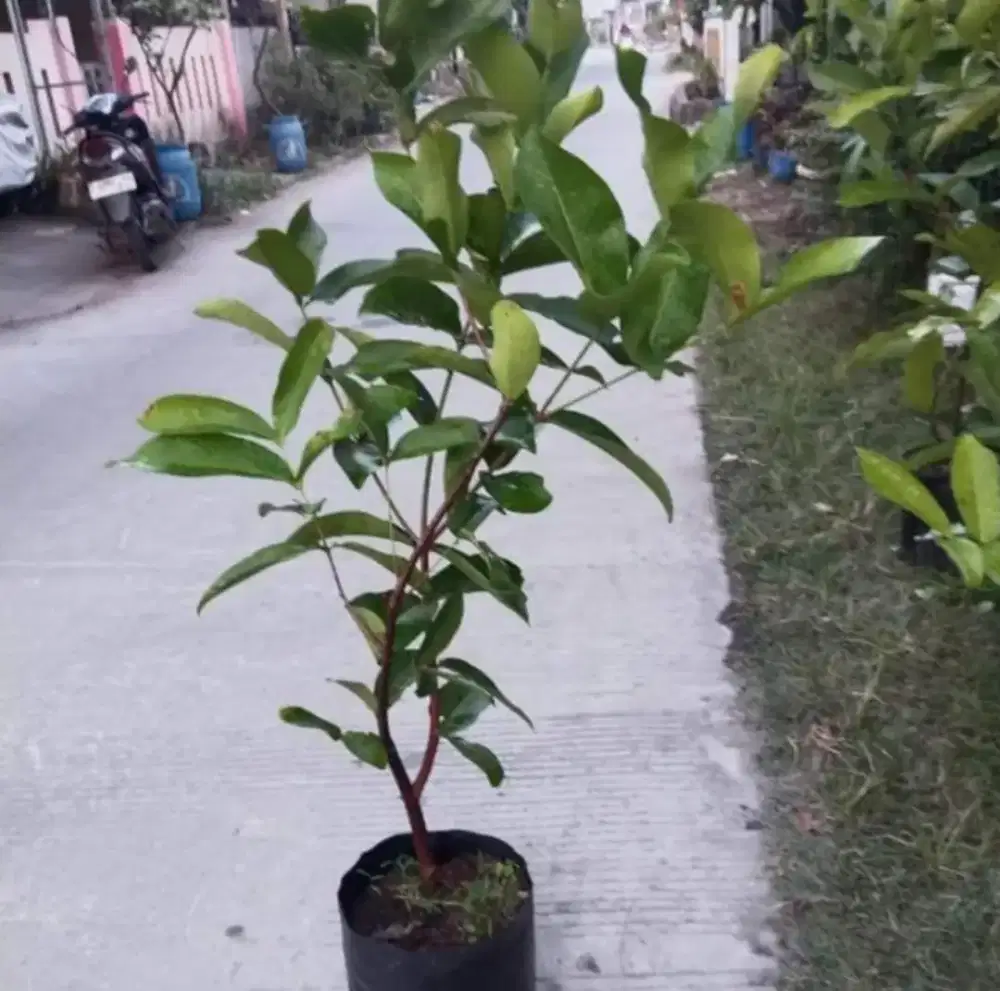 Bibit Jambu Air Kiojok Asli Cepat Berbuah
