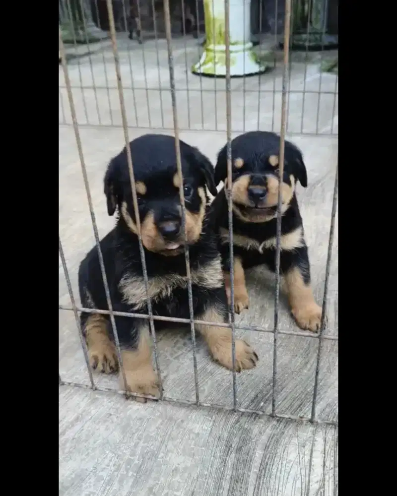Puppy Rottweiler