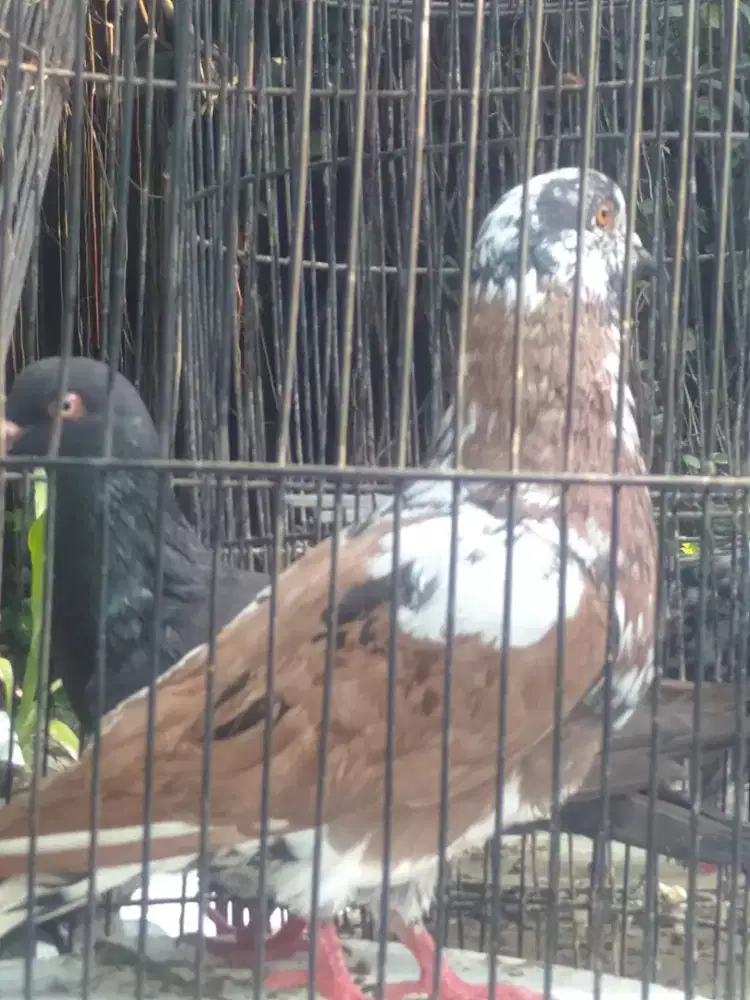 Merpati merpati