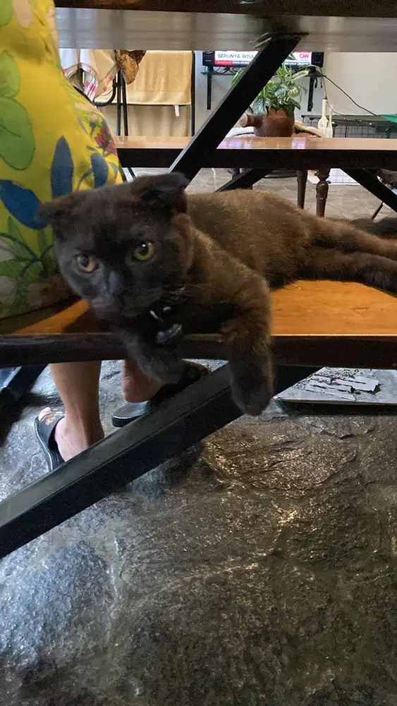 Kitten Siap adopsi ganti makannya aja DOB 16 Des'25 non Ped