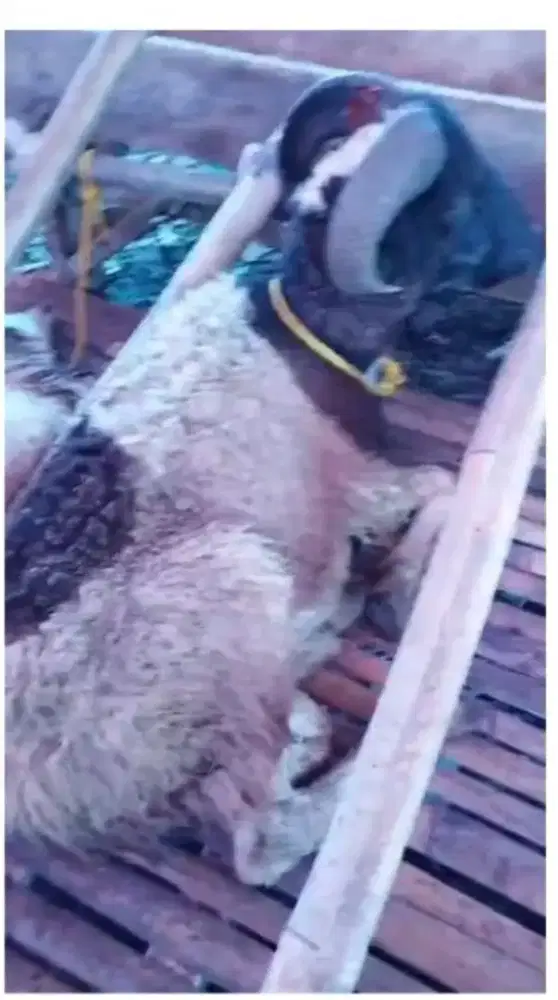 Dombamurah#dombabesar#qurban2026#qurbanbandung#qurbangratisongkir#sapi