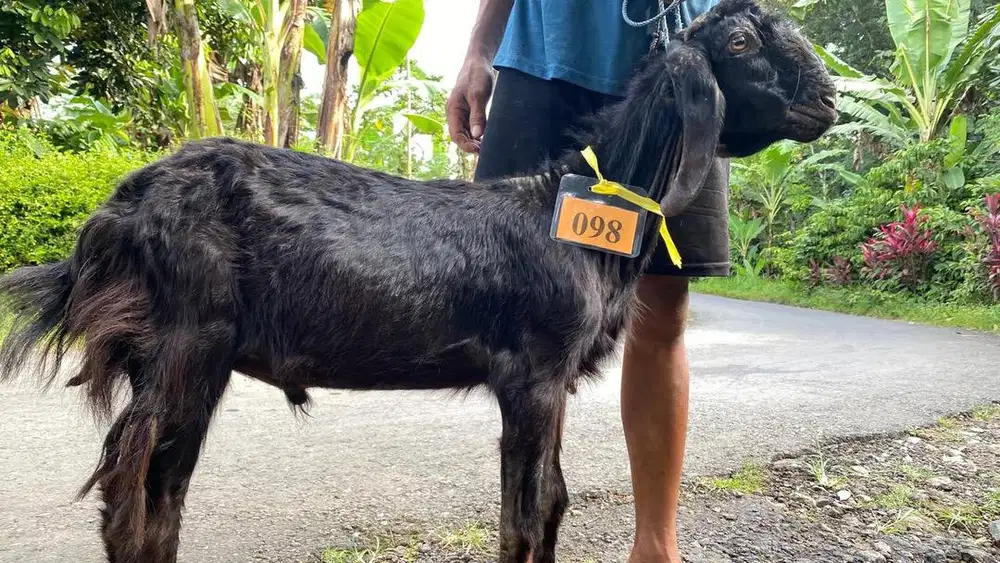 JUAL KAMBING UNTUK KURBAN SURABAYA AMANAH!!!
