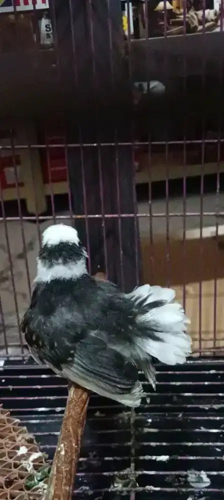 Trotol murai batu trah split panda jantanan