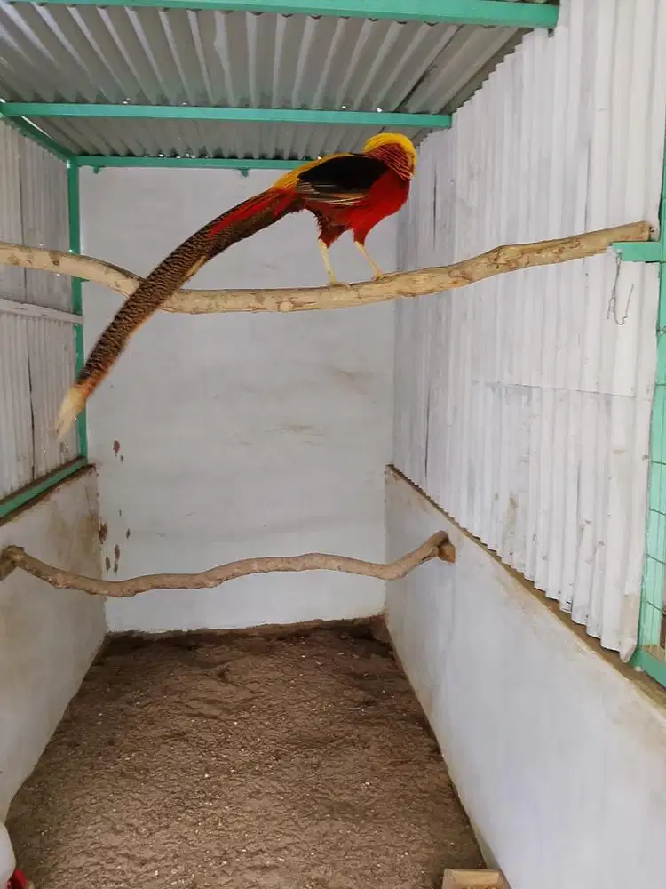 Ayam Hias Golden Peasan