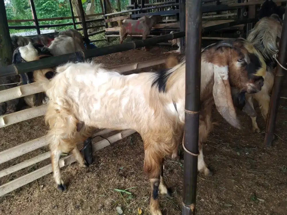 Kambing Aqiqah dan Qurban