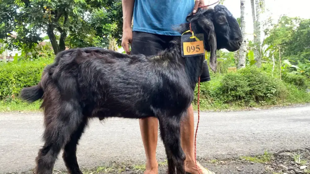 Jual Kambing Qurban Murah Surabaya