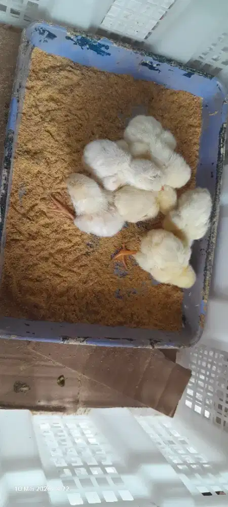 Jual Anak Ayam Shamo Eropa Line Zuchter 3 color