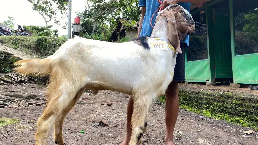 HEWAN QURBAN MURAH SURABAYA