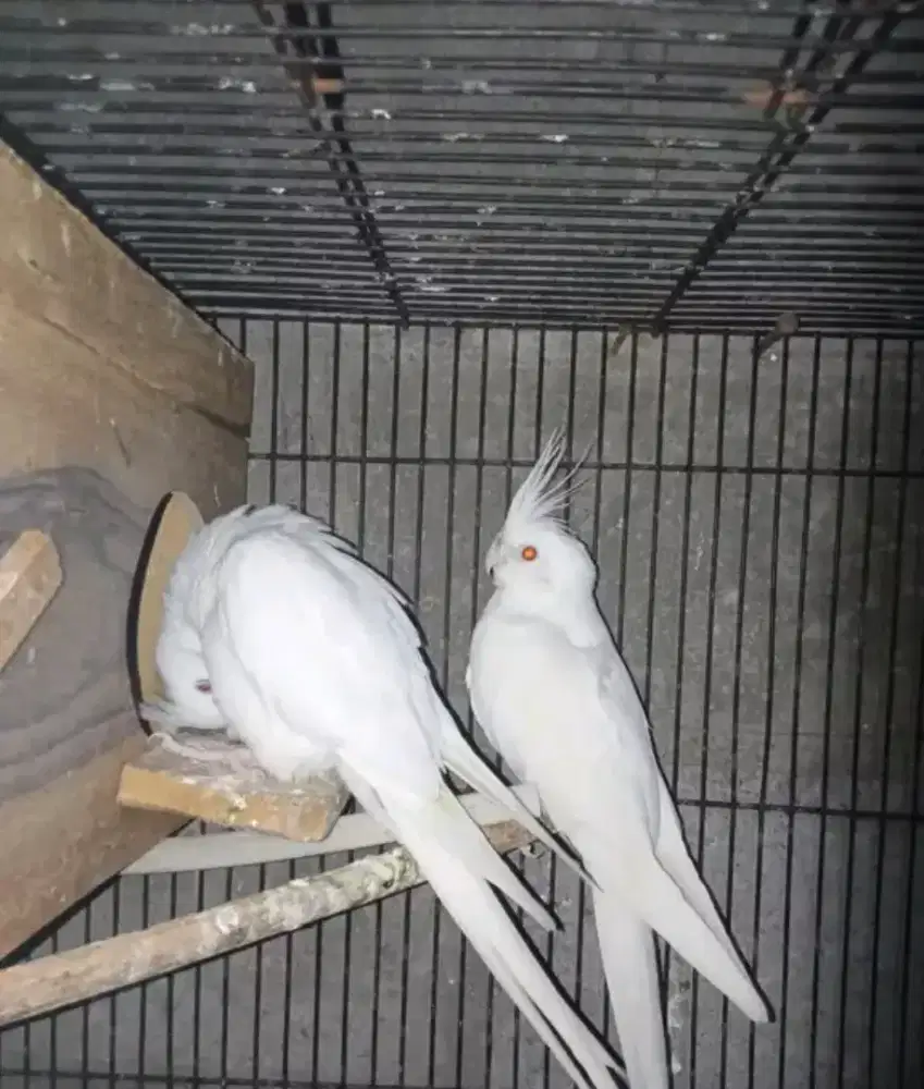 Sepasang falk albino mata merah+anak 2ekor