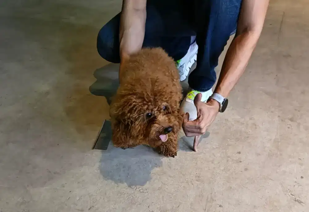 Super red toy poodle jantan remaja. Stb, vaksin