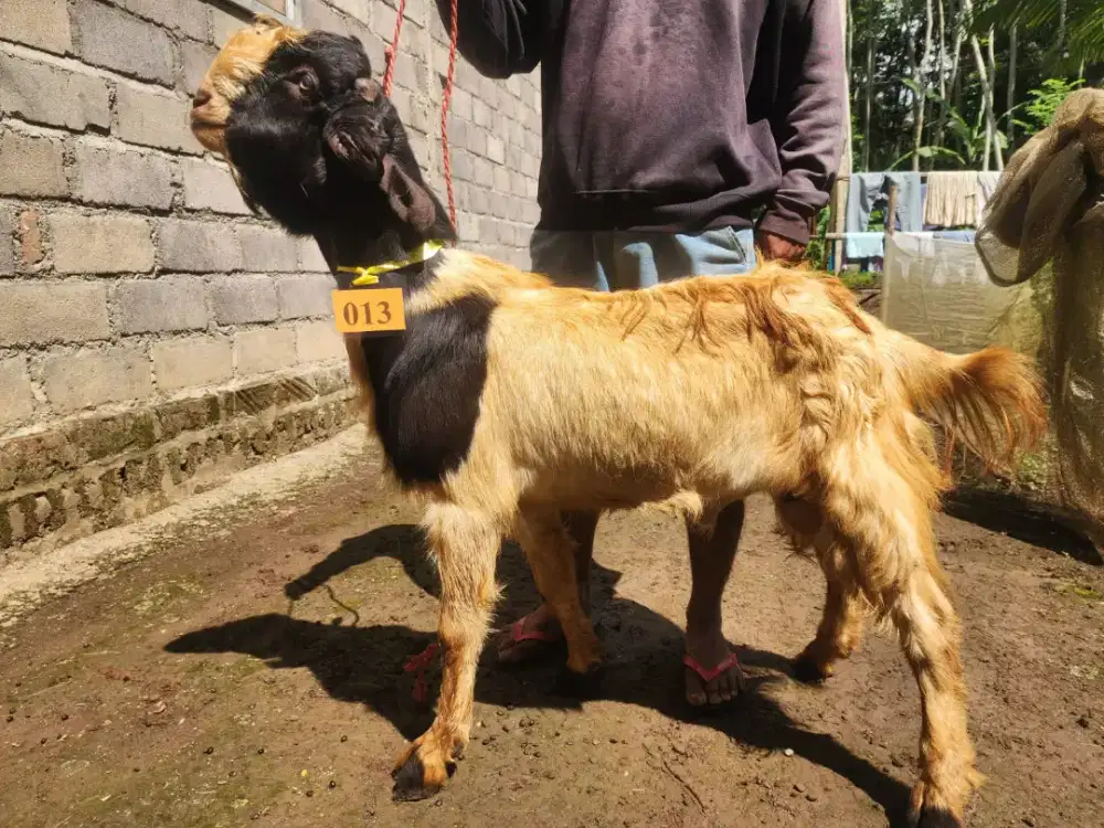 Kambing Qurban Murah
