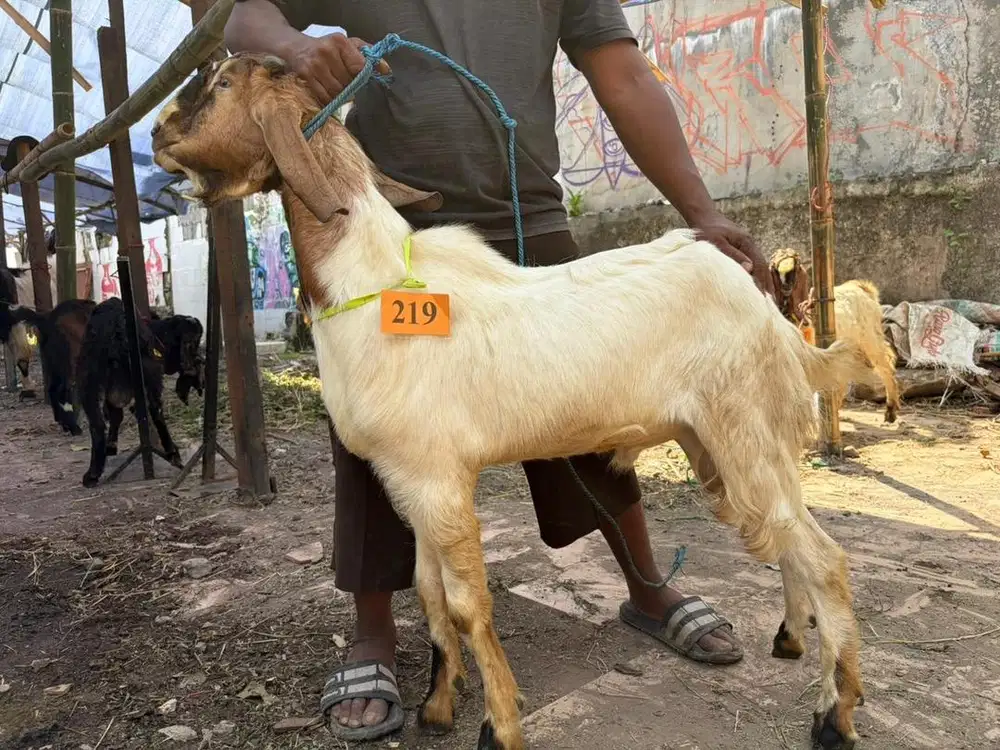 JUAL HEWAN QURBAN MURAH SURABAYA