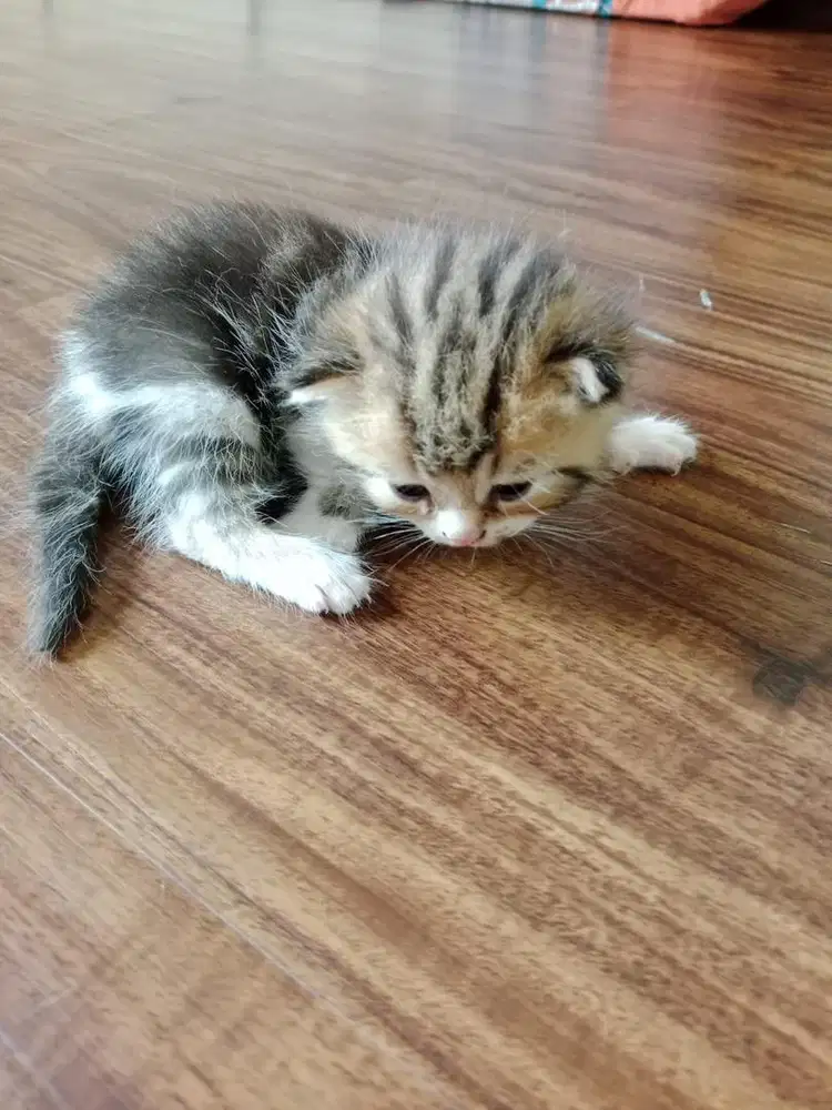 KUCING BSH OPEN ADOPT