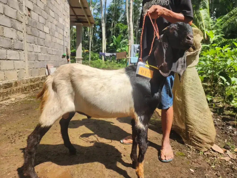 Qurban Kambing Murah Surabaya