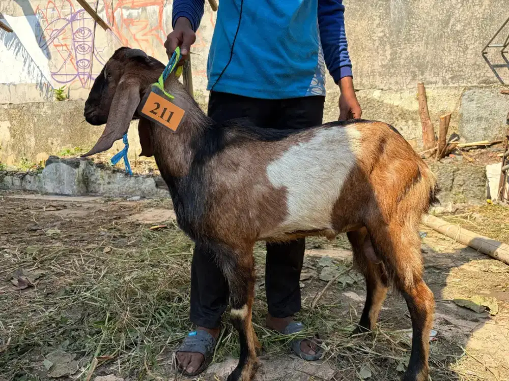 KAMBING KURBAN MURAH SURABAYA