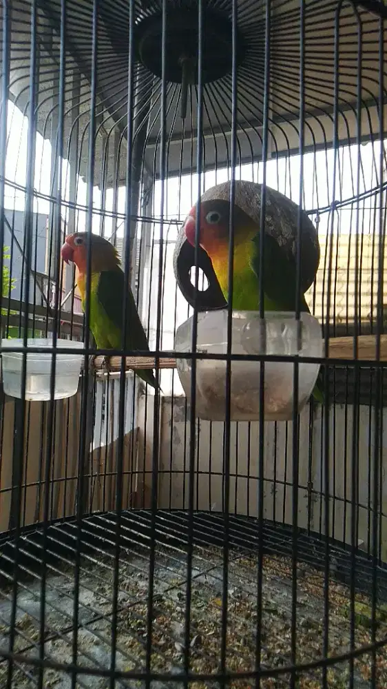 Sepasang lovebird sdh jodoh  burung umur dewasa