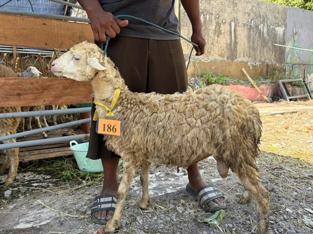 JUAL KAMBING QURBAN MURAH & AMANAH SURABAYA