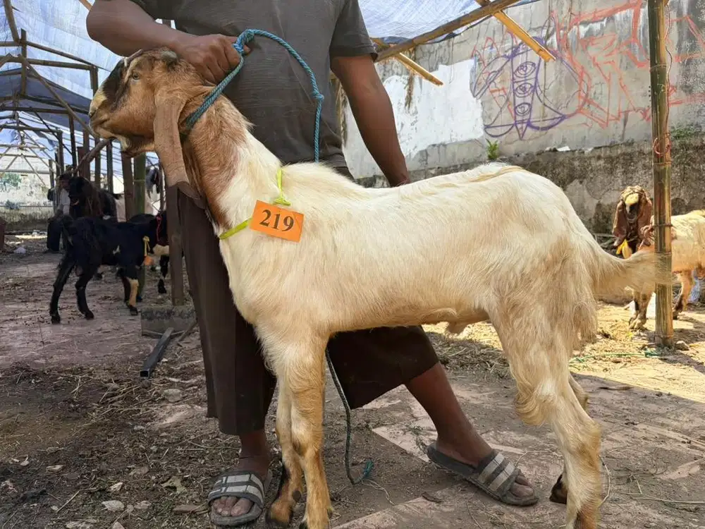 JUAL KAMBING QURBAN MURAH & AMANAH SURABAYA!!