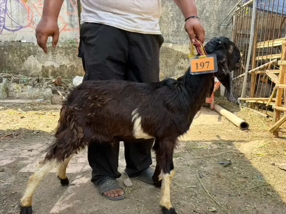 KAMBING KURBAN MURAH