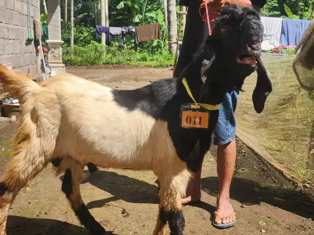 Hewan Qurban Surabaya