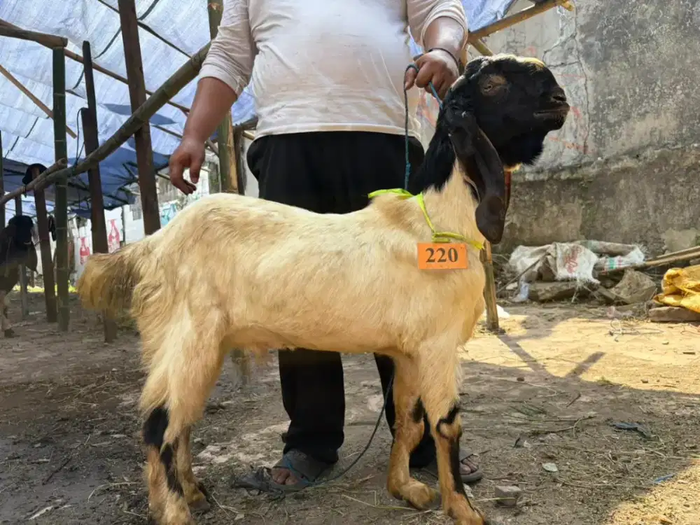 KAMBING MURAH GRATIS JAGAL