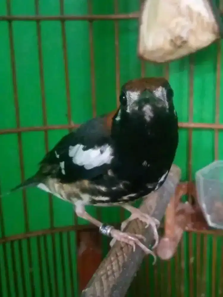 Anis kembang jantan ring malang gacor