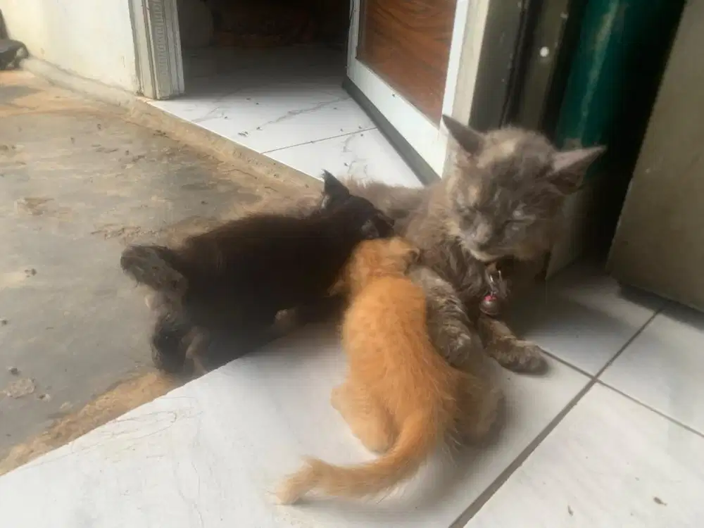 Kucing anggora induk dan anak