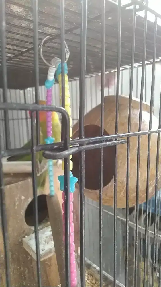 2 ekor lovebird umur dewasa