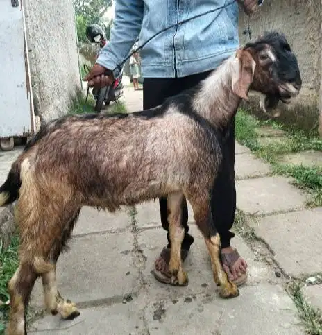 kambing akikah jantan 40kilo-an 1 tahunan siap akikah terbaik 2026 top