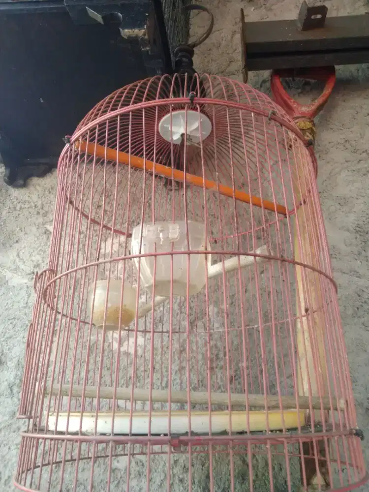 Dua kandang Burung bulat besi dan kotak kayu