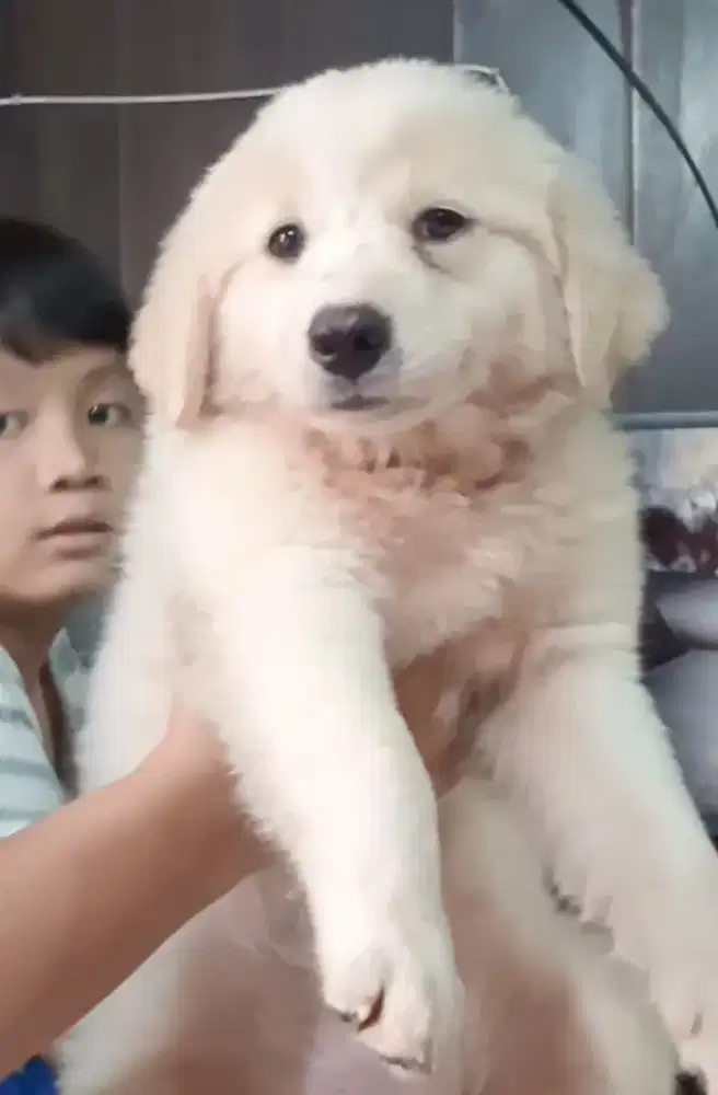anakan golden mix betina