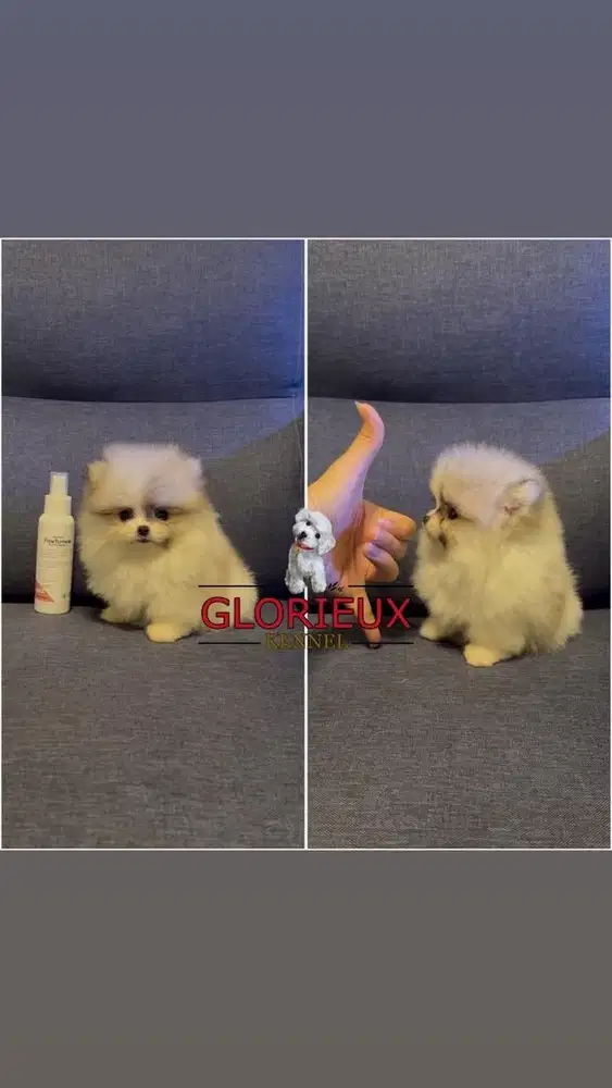 Ready female teacup pomeranian high quality