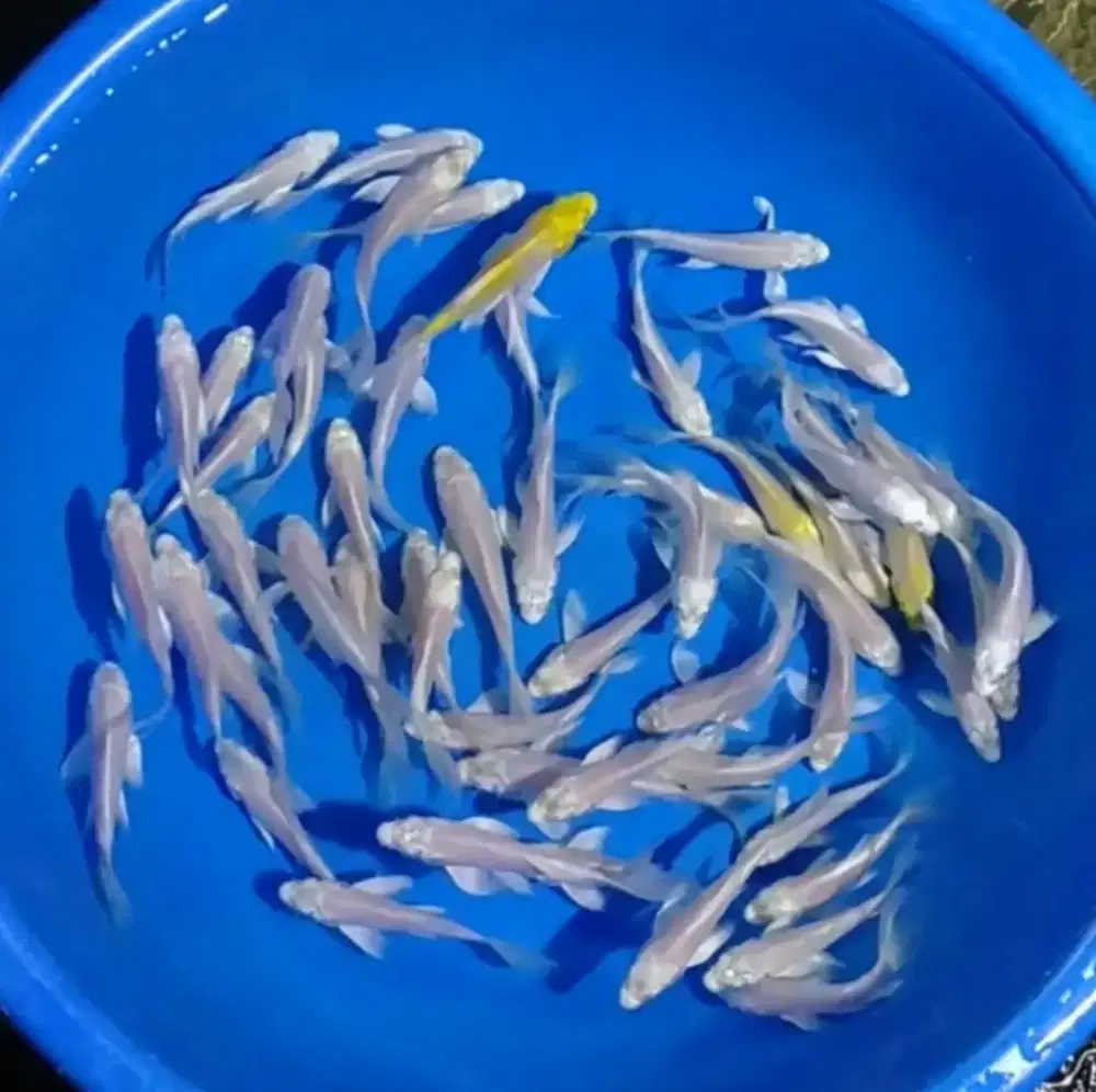 Ikan koi size 13cm
